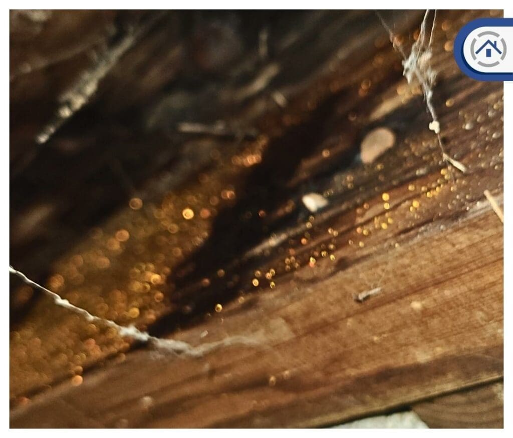 growth of mold and mildew