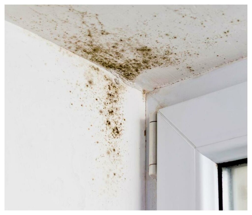 Mold growth, one of the consequences of a leaky bathroom fan