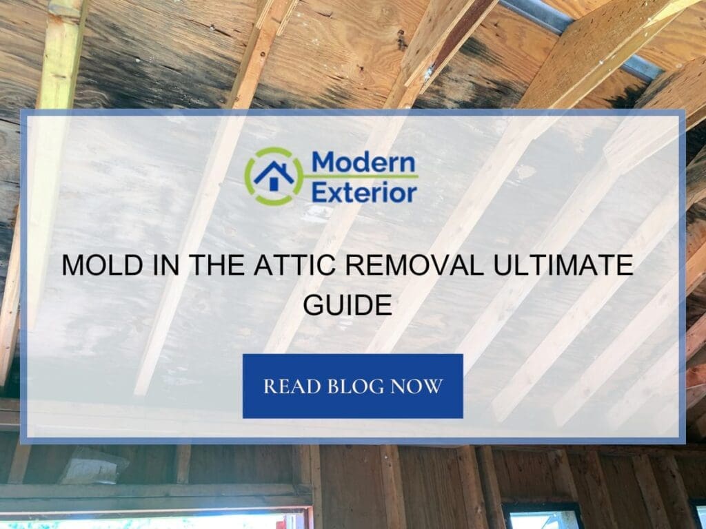 Mold In The Attic Removal Ultimate Guide