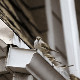 Gutter clogged with bird nesting debris, illustrating the need for professional gutter cleaning and installation of protective gutter guards by Modern Exterior.
